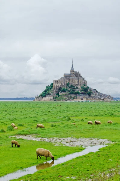 Fåren nära mont saint michel. Normandie, Frankrike. — Stockfoto