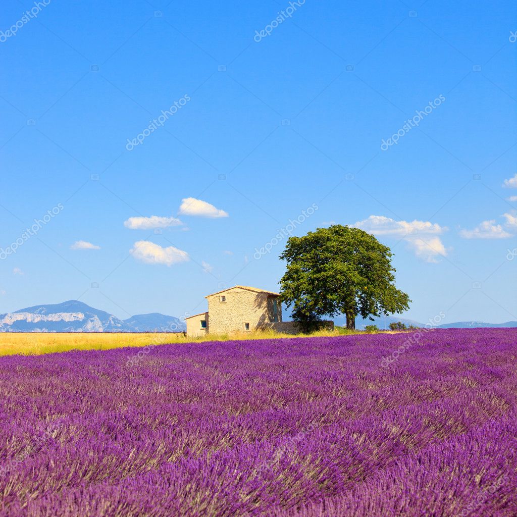 Lavender flowers blooming field, house and tree. Provence, Franc