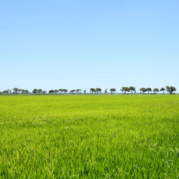 Trees in a row and green field. Camargue, Provence, France — Stock Photo, Image