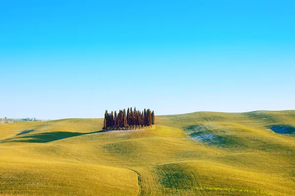 Zypressengruppe und Feld ländliche Landschaft in Orcia, Toskana. Italien — Stockfoto