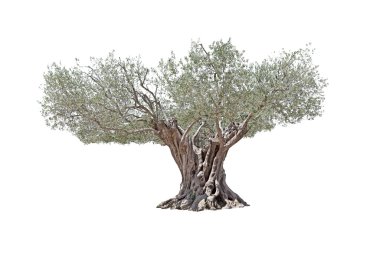 Beyaz arka plan üzerinde izole laik zeytin ağacı.