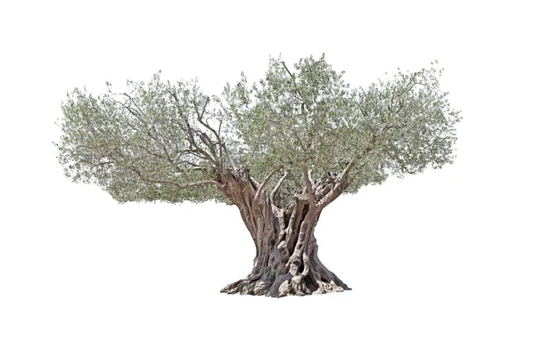 Secular Olive Tree isolated on white background. — Stock Photo, Image