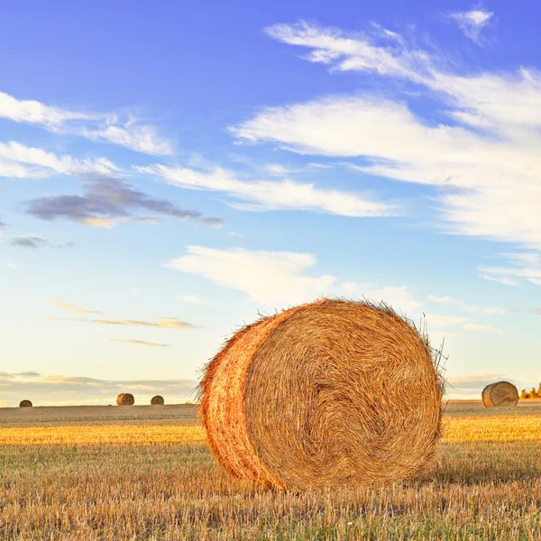 Hay roll, blue sky and field at sunset. Tuscany — Stock Photo, Image