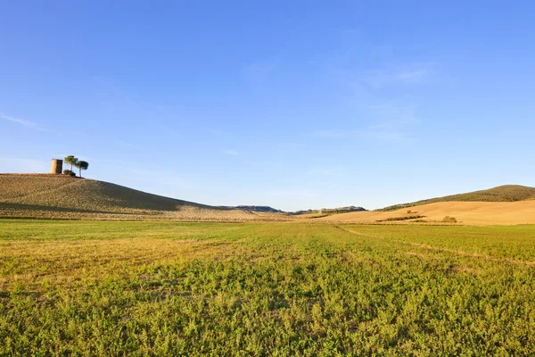 Toskania, krajobraz regionu maremma. wiejski wieża, zielone pola i drzewa. — Zdjęcie stockowe