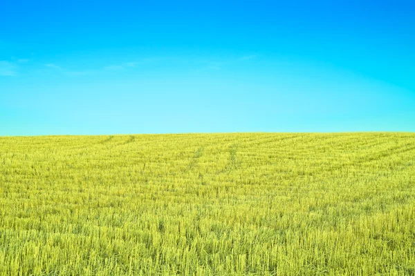 Skördade vete fält med en klar himmel och spår — Stockfoto