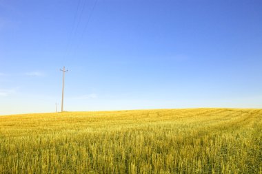 hasat buğday alanı, elektrik hattı ve mavi gökyüzü