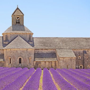 Senanque Abbey blooming lavender flowers detail. Gordes, Luberon clipart
