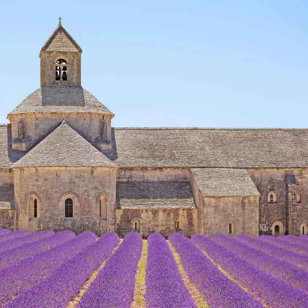 Senanque abdij bloeiende lavendel bloemen detail. Gordes, luberon — Stockfoto