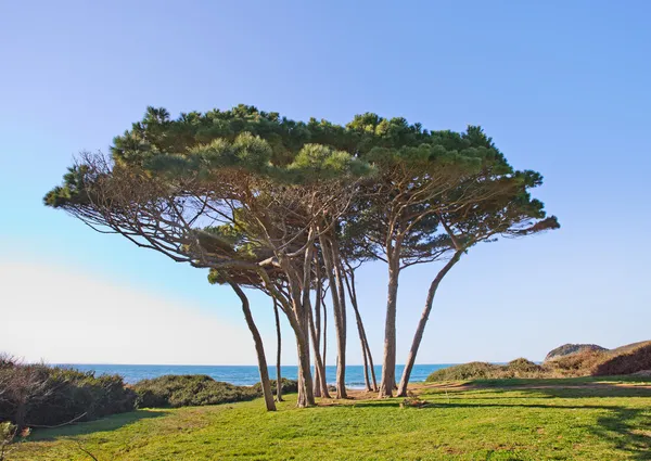 Drzewo sosny morskiej grupy blisko morza i plaży. Baratti, Toskania. — Zdjęcie stockowe