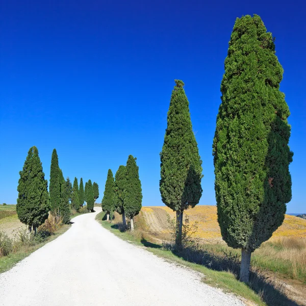 Toskana, Zypressen weiße Straße ländliche Landschaft, Italien, Europa — Stockfoto