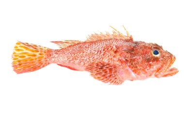 Kırmızı scorpionfish beyaz zemin üzerine izole seafood hazırlıklı