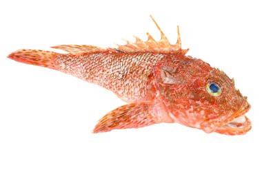 Kırmızı scorpionfish beyaz zemin üzerine izole seafood hazırlıklı