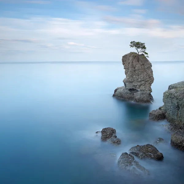 Portofino park. çam ağacı rock. uzun pozlama. Liguria, İtalya