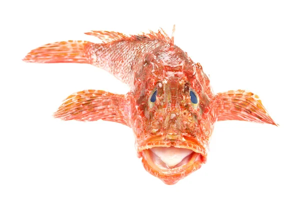 Scorpionfish rouge fruits de mer isolés sur fond blanc. Front vie — Photo