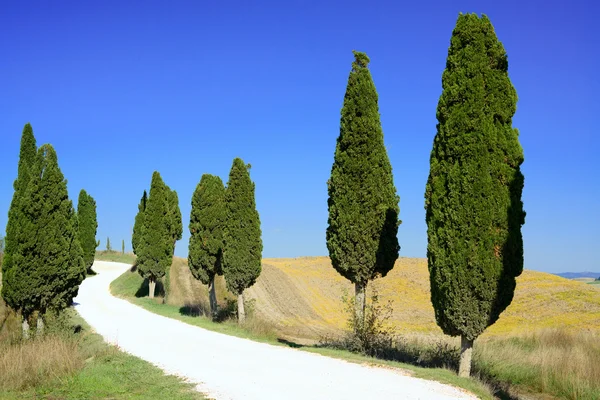 Toscana, Cipreses carretera blanca paisaje rural, Italia, Europa —  Fotos de Stock