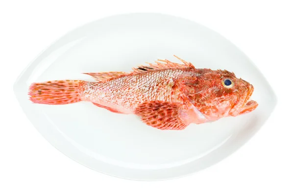 Scorpionfish vermelho preparado prato oval de frutos do mar isolado em ba branco — Fotografia de Stock