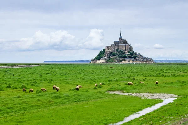 Schapen grazen in de buurt van mont saint michel landmark. Normandië, Frankrijk — Stockfoto