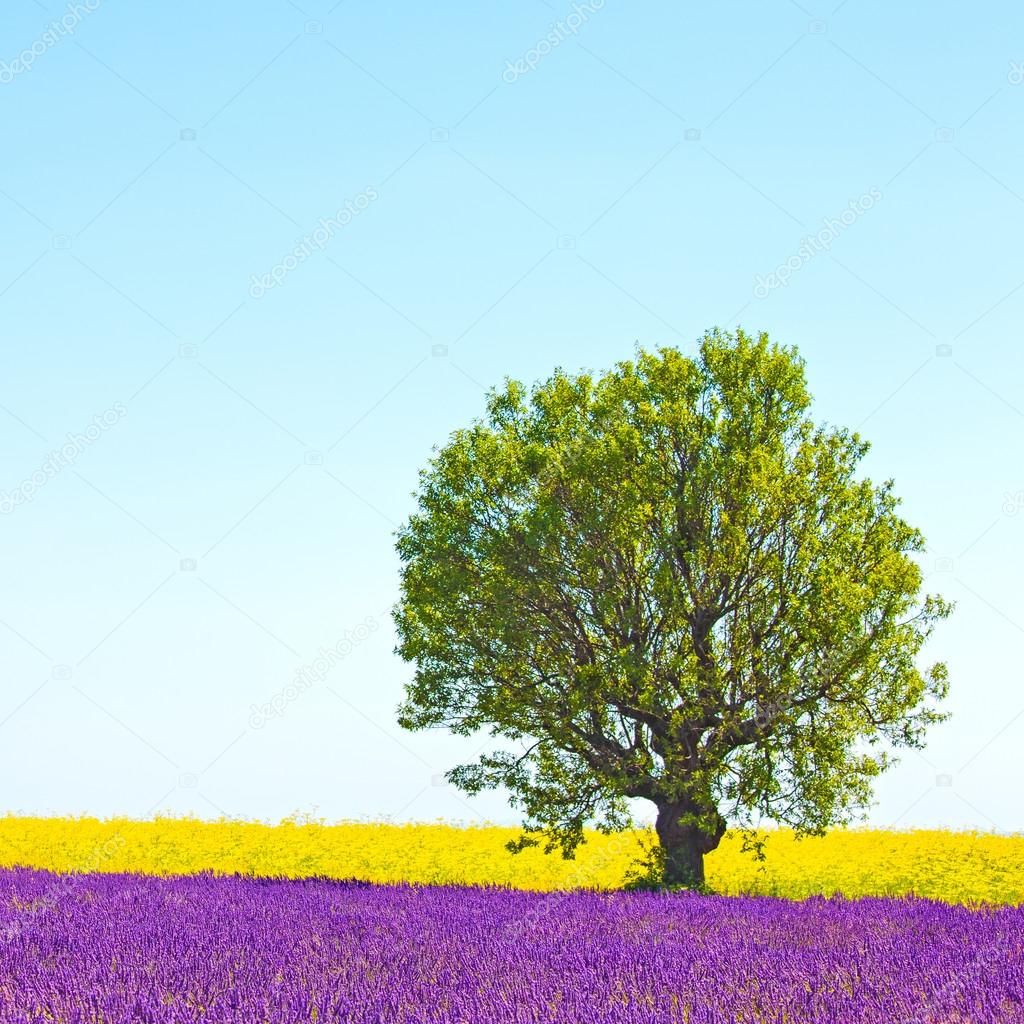 Lavender and yellow flowers blooming field, lonely tree. Provenc