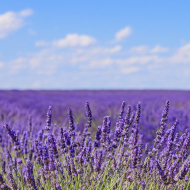 Lavender flower blooming fields horizon. Valensole Provence, Fra clipart