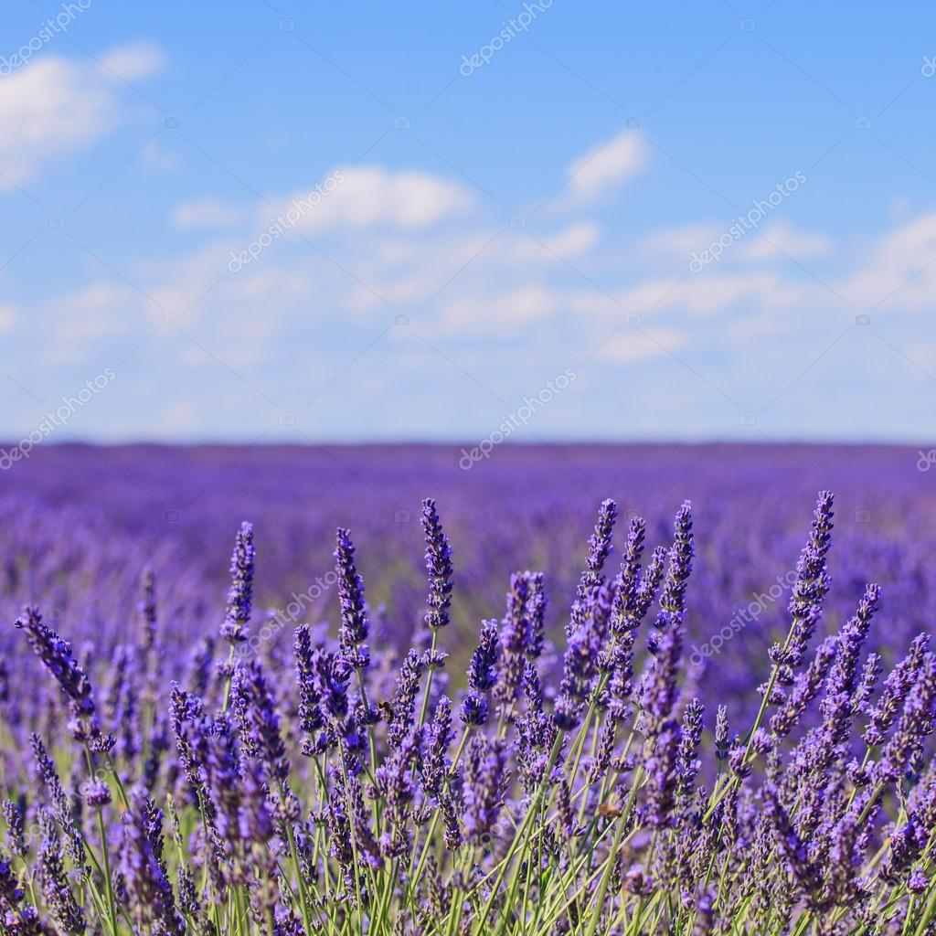 när blommar lavendel i provence när blommar lavendel i provence