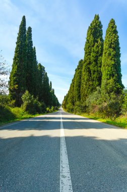Bolgheri ünlü selvi ağacı Bulvarı manzara. Toskana landmark, İtalya