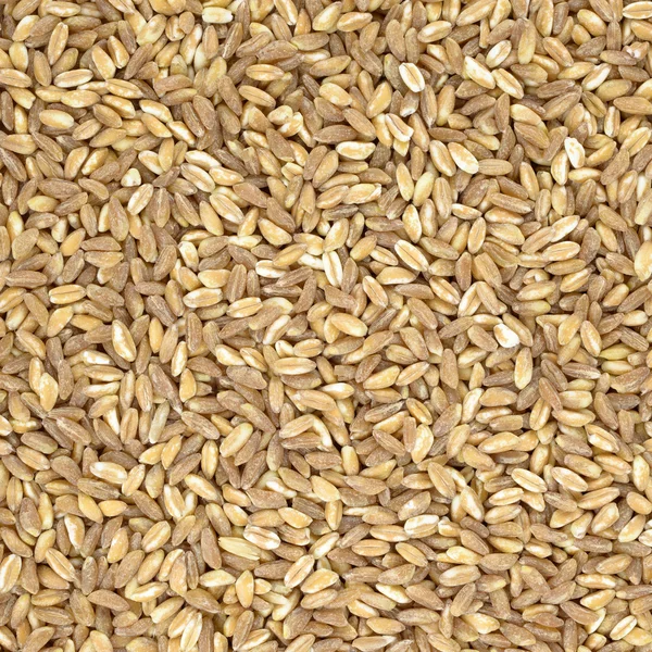 Dinkel Bio-Weizen Rohgetreide Nahaufnahme Textur oder Hintergrund — Stockfoto