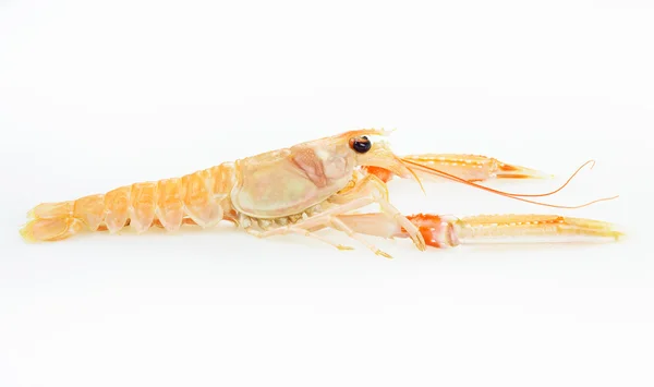 Langoustine ou camarão preparados frutos do mar. Alimentos crus . — Fotografia de Stock