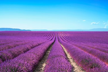 Lavanta çiçeği çiçek alanları sonsuz satırlar. valensole provence
