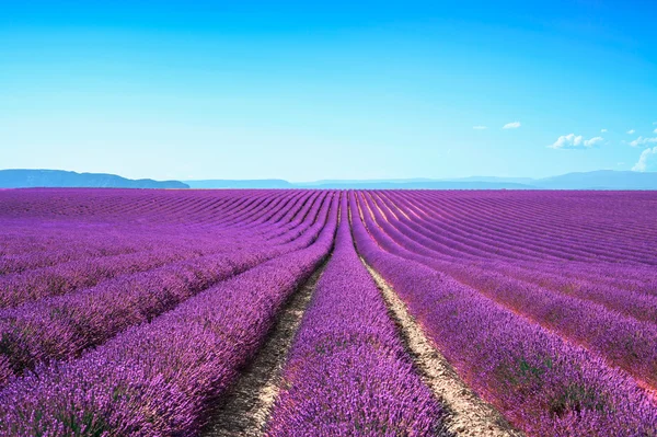 Lavendel bloem bloeien velden eindeloze rijen. Valensole provence — Stockfoto