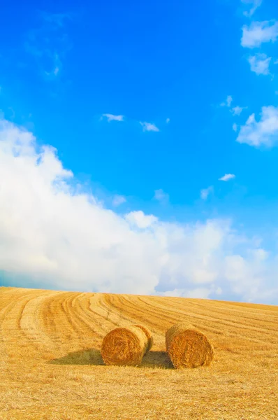 Сено роллы, голубое небо и желтое поле летом . — стоковое фото