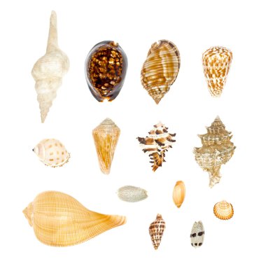 Deniz kabuğu toplama izole üzerinde beyaz arka plan ayarlamak