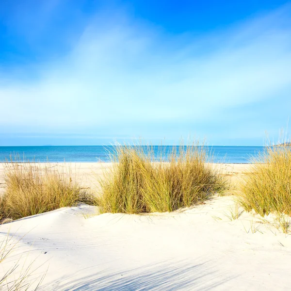 Grass on a white sand dunes beach, ocean and sky