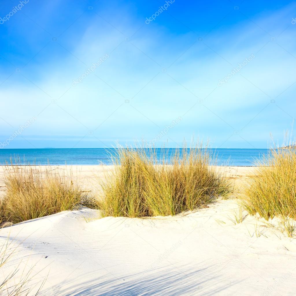 Grass on a white sand dunes beach, ocean and sky