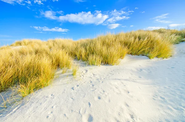 Grass on a white sand dunes beach and blue sky