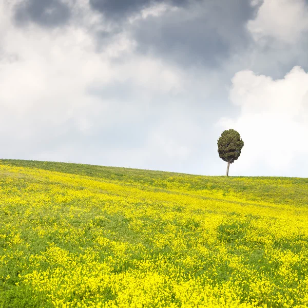 Gelbe Blumen grünes Feld, einsame Zypresse und wolkenverhangener Himmel — Stockfoto