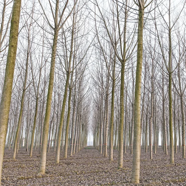 Poplar tree forest in winter. Emilia, Italy — Stock Photo, Image