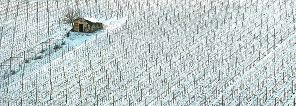 Vingårdarna rader täcks av snö på vintern. Chianti, Florens, ita — Stockfoto