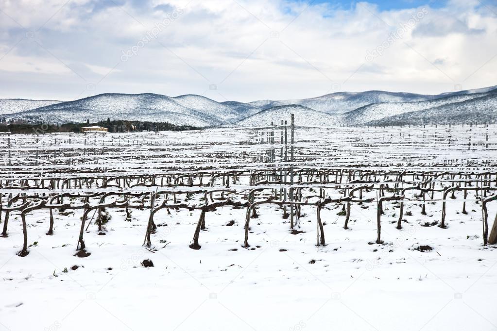 Vineyards rows covered by snow in winter. Chianti, Florence, Italy