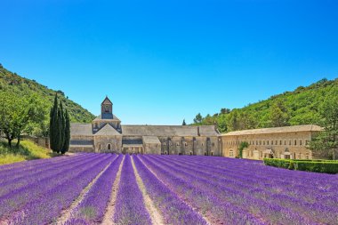 abbey lavanta senanque çiçek açan bir çiçek. Gordes, luberon, pr