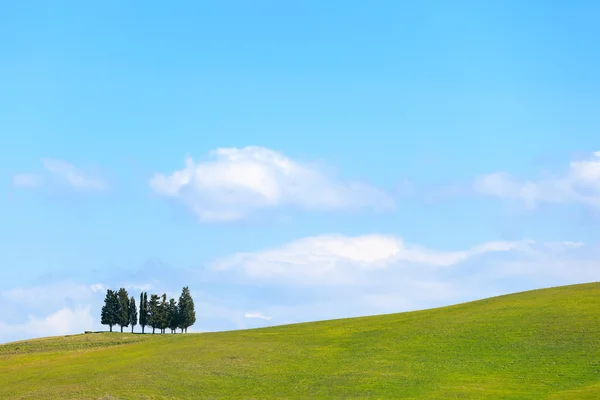 Cyprysów i pole krajobrazu wiejskiego w crete senesi, Toskania. Włochy — Zdjęcie stockowe