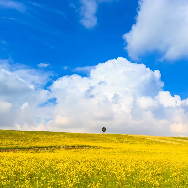 Flores amarelas campo verde, cipreste solitário e céu azul nublado — Fotografia de Stock