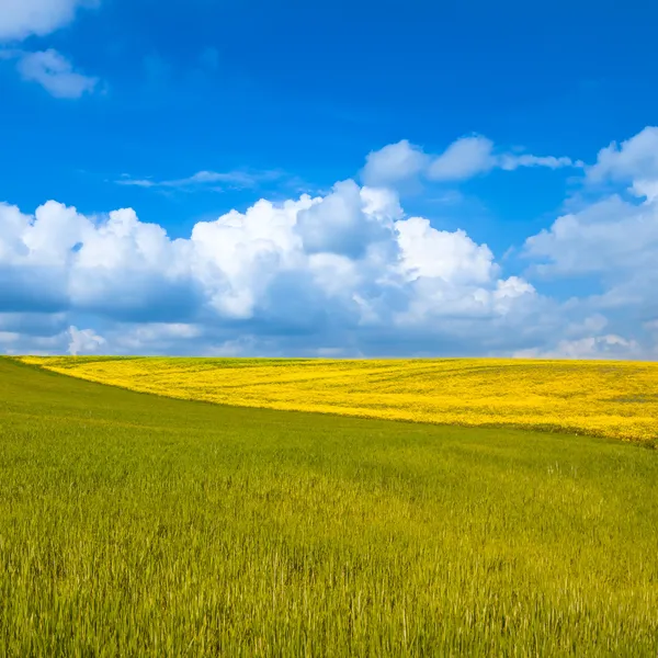 Venkovské krajiny. žlutá a zelená pole s zamračená obloha modrá — Stock fotografie
