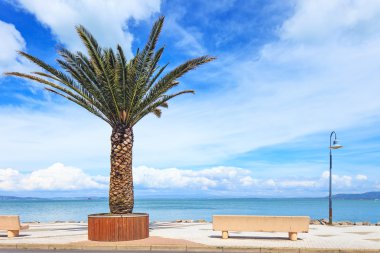 palmiye ağacı, tezgah ve lamba Denizi argentario, Toskana, İtalya.