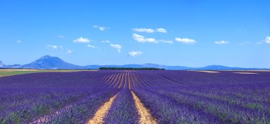 Lavanta çiçeği çiçek alanları ve ağaçlar satır. valensole, kanıtlanmış