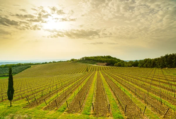 Região de Chianti, vinha, árvores e fazenda ao pôr do sol. Toscana, Itália — Fotografia de Stock