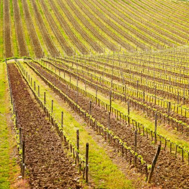 Chianti bölgesinde, üzüm bağı desen veya arka plan. Toskana, İtalya