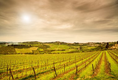 Chianti bölge, panzano bağ, ağaçlar ve günbatımı çiftlikte. tusc