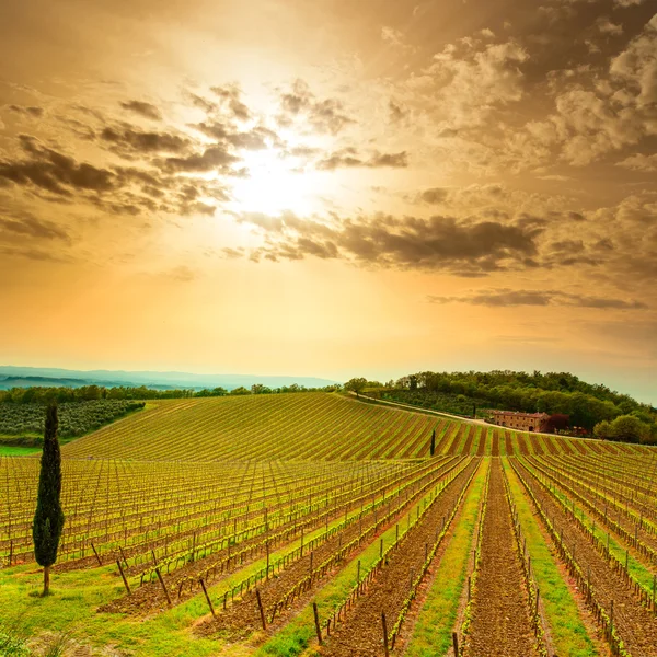 Chianti region, vinice, stromy a farmu na západ slunce. Toskánsko, ita — Stock fotografie