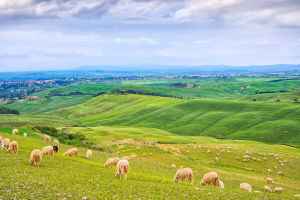 Sheeps grazing in green fields in Orcia Valley, Siena, Tuscany, Italy