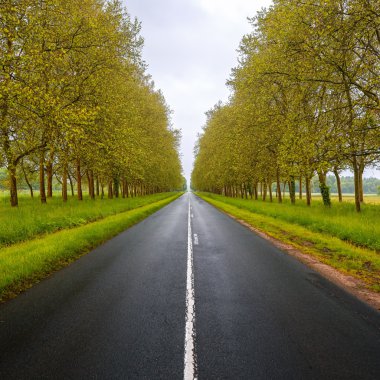 düz boş, ağaçların arasındaki yol ıslak. Loire Vadisi. Fransa.